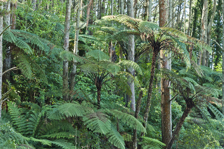 New Zealand Native Bush, trees and fernsの写真素材