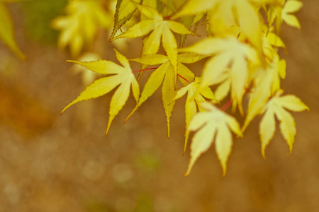 Nature background with bright autumn leaves on a coral bark Japanese mapleの写真素材