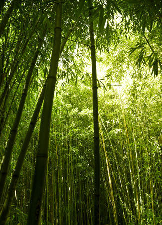 Lush, exotic, fresh, green bamboo jungle backgroundの写真素材