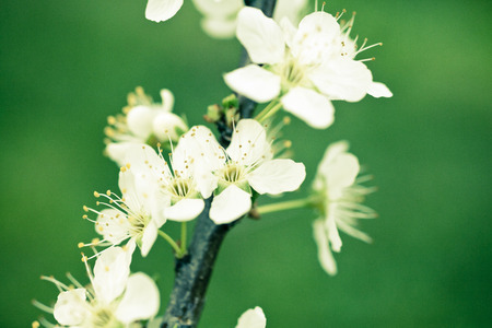 Flowers blossoming on fruit tree in springの写真素材
