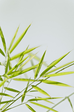 Lush, exotic green bamboo jungle nature backgroundの写真素材