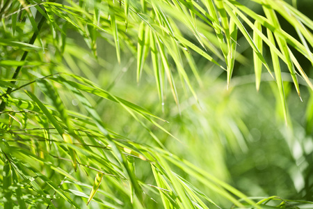 Lush, exotic green bamboo jungle nature backgroundの写真素材