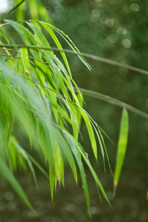 Lush, exotic green bamboo jungle nature backgroundの写真素材