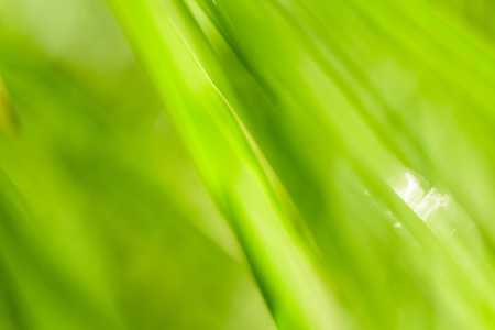 Lush, exotic green bamboo jungle nature backgroundの写真素材