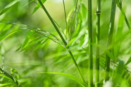 Lush, exotic green bamboo jungle nature backgroundの写真素材