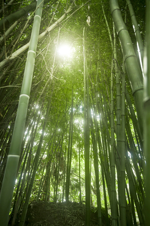 Lush, exotic, fresh, green bamboo jungle backgroundの写真素材