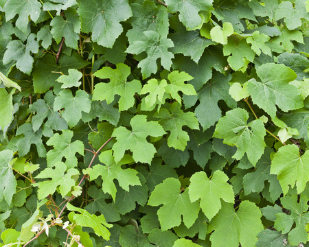 Fresh green grapevine in a vineyardの写真素材