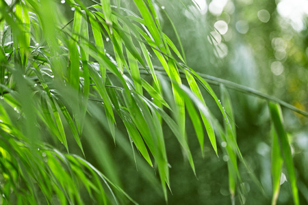 Lush, exotic green bamboo jungle nature backgroundの写真素材