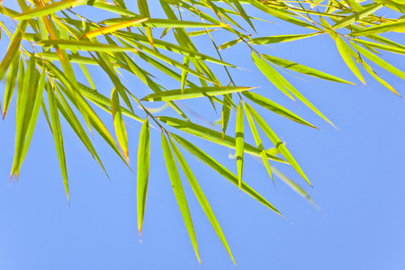 Lush, exotic green bamboo jungle nature backgroundの写真素材