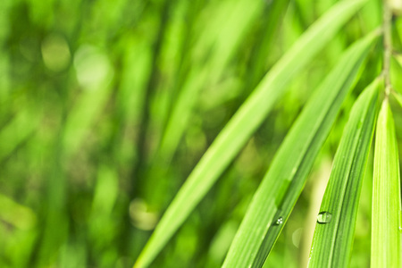 Lush, exotic green bamboo jungle nature backgroundの写真素材