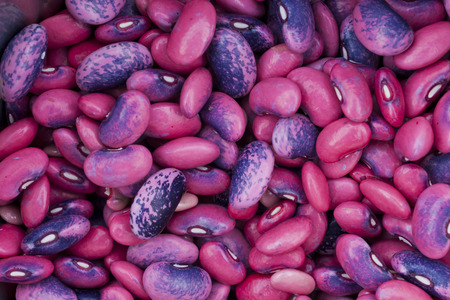 Freshly harvested Scarlett runner beans (Phaseolus coccineus)の写真素材