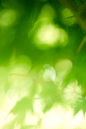 Abstract blurred green nature background with bokehの写真素材