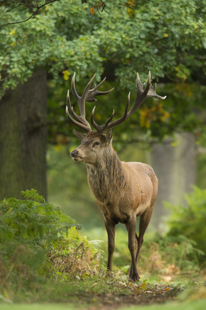 Red deer stag among bracken in natural oak woodland habitatの写真素材