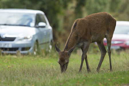 deer feeding next to busy roadの写真素材