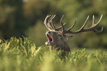 Red deer stag roaring in brackenの写真素材