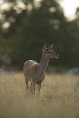 female red deer in grassy meadowの写真素材
