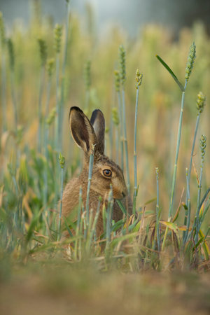 Brown hare on crop field