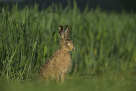 brown hare leveret in sunshine in a corn fieldの写真素材
