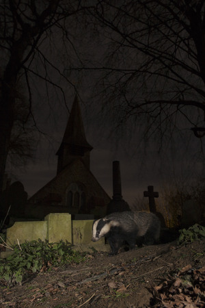 Badger in church yard at nightの写真素材
