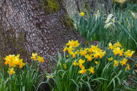 Several varities of daffodils cluster around the base of a tree in a woodland settingの写真素材