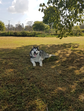 Alaskan Malamute laying in grass fieldの写真素材