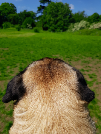 Pug from behind looking at a fieldの写真素材