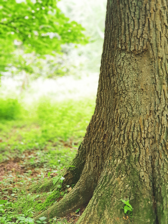 Old oak tree with blurred forest backgroundの写真素材