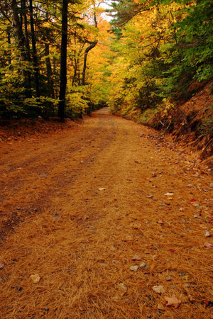 An autumn woods road near Waterford, New Brunswick, Canada, filled with fallen needles.