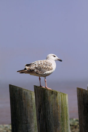 Seagull with blue sky background