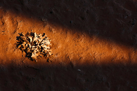 Sun spotlights sea plant on beach during low tide.の写真素材