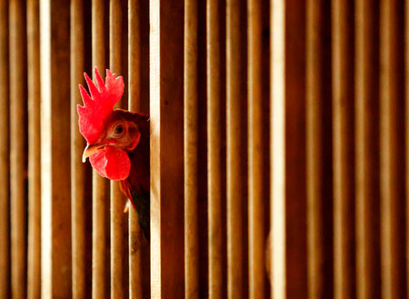 Old English Game rooster peeks through its pen.