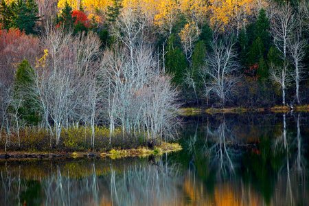 Autumn reflections of trees and water in New Brunswick, Canada.