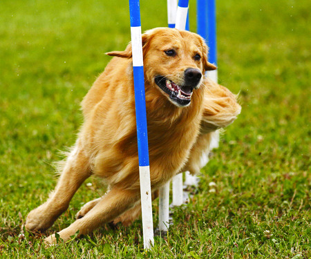 A dog navigates the slalom weave poles at the Agility Association of Canadas 2014 national dog agility championships at Sussex, New Brunswick, Canada.のeditorial素材