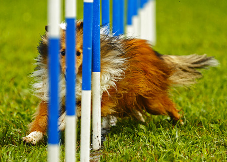 A dog navigates the slalom weave poles at the Agility Association of Canadas 2014 national dog agility championships at Sussex, New Brunswick, Canada.のeditorial素材