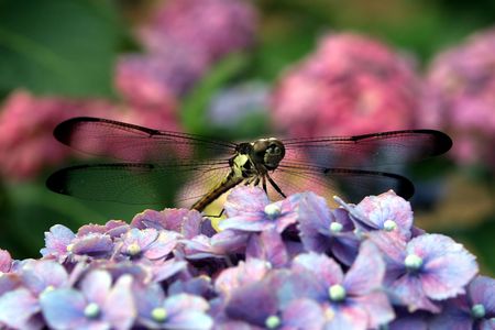 A dragonfly perched on a hydrangea blossom.の写真素材
