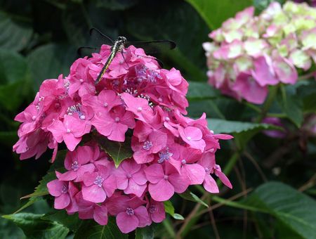 A dragonfly sitting on a hydrangea blossom.の写真素材
