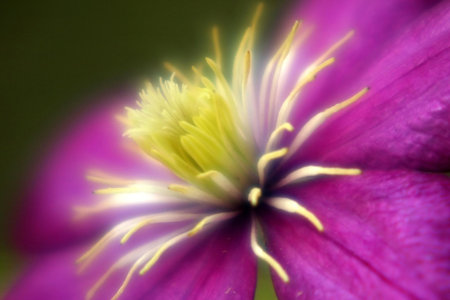 Glowing Clematis caused by condensation on the lens