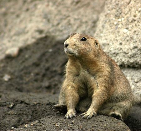 A portly prairie dog.