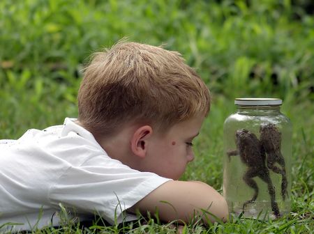 A little boy watching two toads hop in a jar.の写真素材