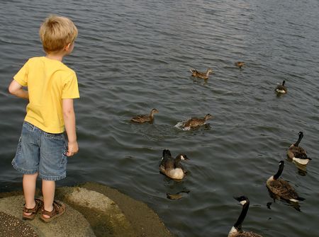 A little boy watching the ducks and geese.の写真素材