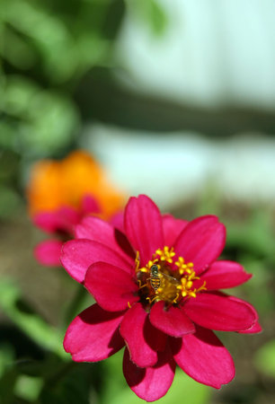 A bee on a pinwheel zinnia (z. angustifolia). Verticalの写真素材