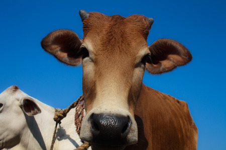 A calfの写真素材