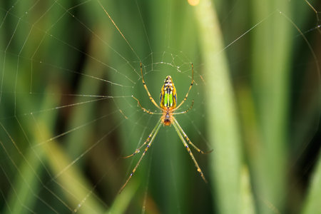 Beauty in web