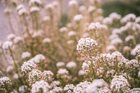 Aster flowers in the garden. Beautiful nature background. Soft focus.の写真素材