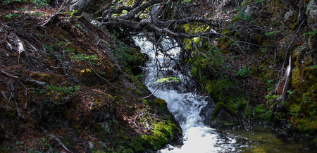 Forest River and Vegetationの写真素材