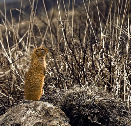 Alaskan Ground Squirrelの写真素材