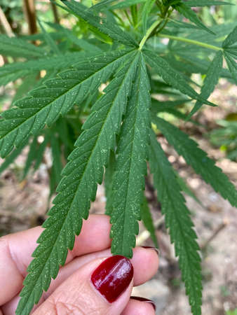 Marijuana is a psychoactive drug from the Cannabis plant used primarily for medical and recreational purposes.の写真素材