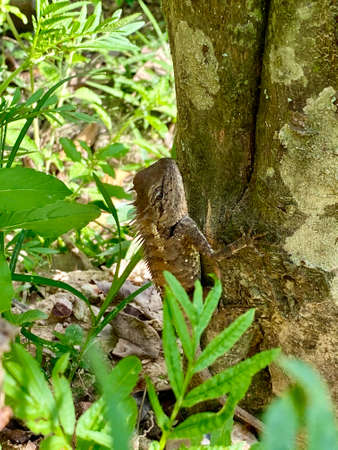 Chameleon blending itself with the ground.の写真素材