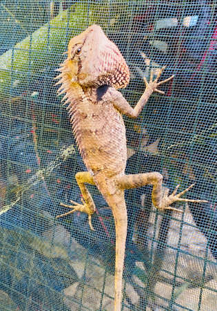 Chameleon blending itself with the ground.の写真素材