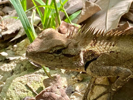 Chameleon blending itself with the ground.の写真素材